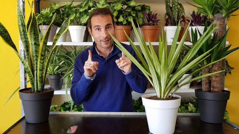 Plantas ideales para tu porche