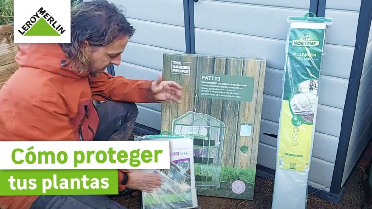 Consejos para cuidar tus plantas en clima frío