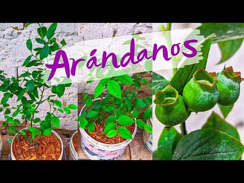 Porches cerrados: la soluci&oacute;n ideal para el control de plagas
