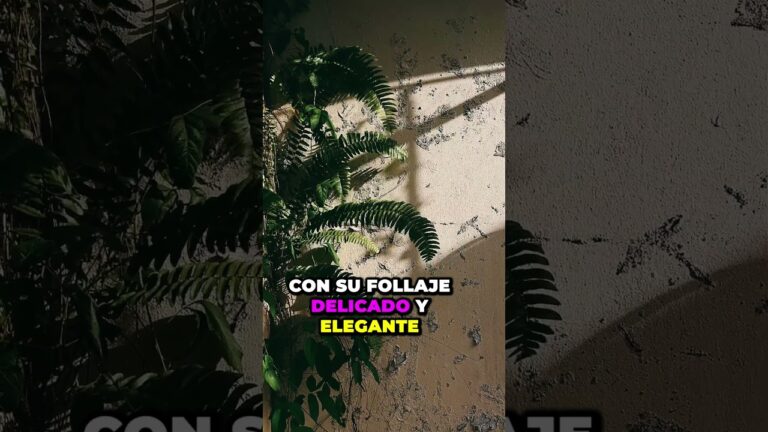 Balcones: Transforma tu Espacio en un Oasis de Bienestar