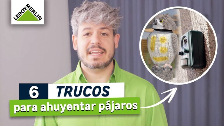 Porches libres de plagas: Ideas efectivas